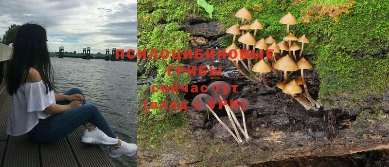 Псилоцибиновые грибы Magic Shrooms  MEGA онион  Рославль 